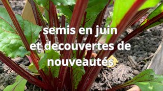 semis en juin et découvertes de nouveautés