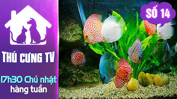 Cá dĩa đẹp đến “diệu kỳ” | YOUTV