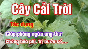Cây Cải Trời và những công dụng tốt cho sức khỏe | Hằng Lê HG85