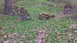 The Nature Cxciv  Filmed By Chris Alpha 