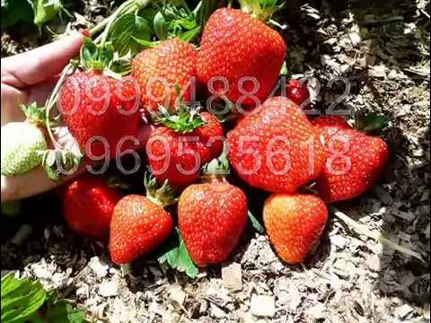 Клубника. Сорт Азия. - YouTube