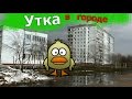 Утка в городе! Дикая, но красивая у нашего дома (VLOG)