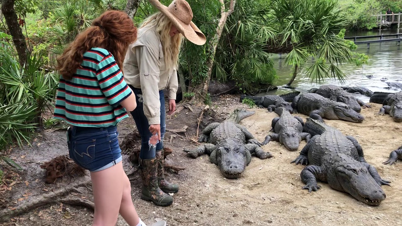 Feeding Alligators at Gatorland Orlando Florida YouTube