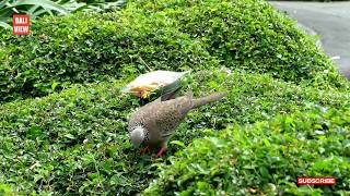 MASTERAN SUARA BURUNG TEKUKUR JUARA | SUARA BURUNG DERKUKU (KLIP FHD 1080p)