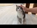 5分家を空けただけで甘えんぼな猫はこうなっちゃいます…のサムネイル
