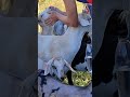 Очередью на поцелуй Очередью на поцелуй