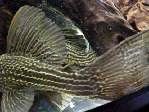 ドラゴンアシュラｖｓゴールデンロイヤル プレコ水槽 Youtube