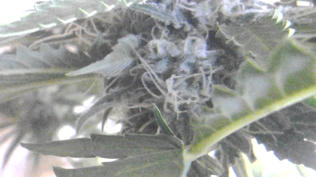 Candy kush auto indoor day 66