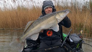 PB pikeperch on big flashy perch - March 31, 2023