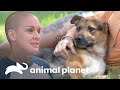 La triste separación de Amanda y "Bean" | Amanda al Rescate | Animal Planet