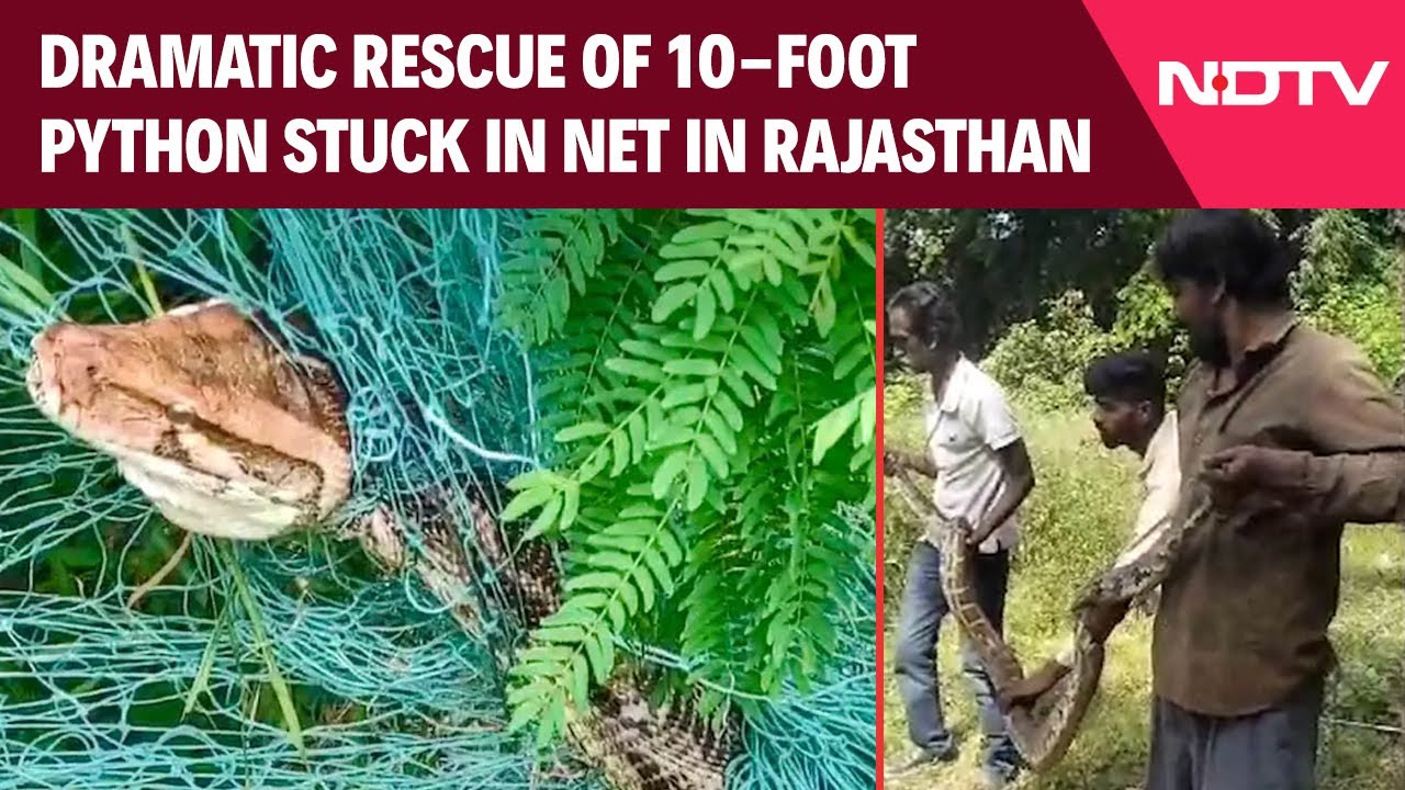 Python Rescue | Dramatic Rescue Of 10-Foot Python Stuck In Net In ...
