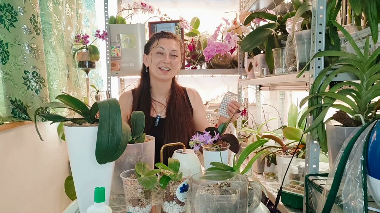 Пробуждаем орхидеи: в 20 раз больше силы и Корни щеткой, листья Торчком