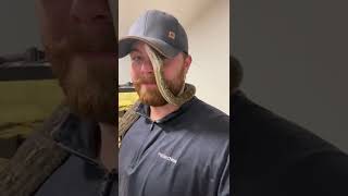 Super Dwarf Reticulated Python (Pure Kayuadi) #snake #python #animals Net Worth