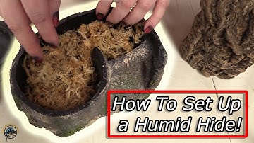 How to Set Up a Humid Hide For Your Pet Reptiles and Why It