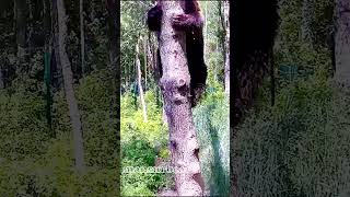 Мансур, ты куда?😦🐻