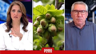 Fındıkta Rekolte Düştü, Fiyatlar Uçtu Fındıkta Rekolte Neden Düştü?