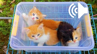 Prank Your Pets  1 Hour Kittens Sounds