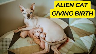 Alien Cat Giving Birth to 5 Gorgeous Sphynx Kittens