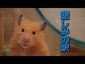 【商品レビュー】ハムスター用のお風呂を購入してみた!