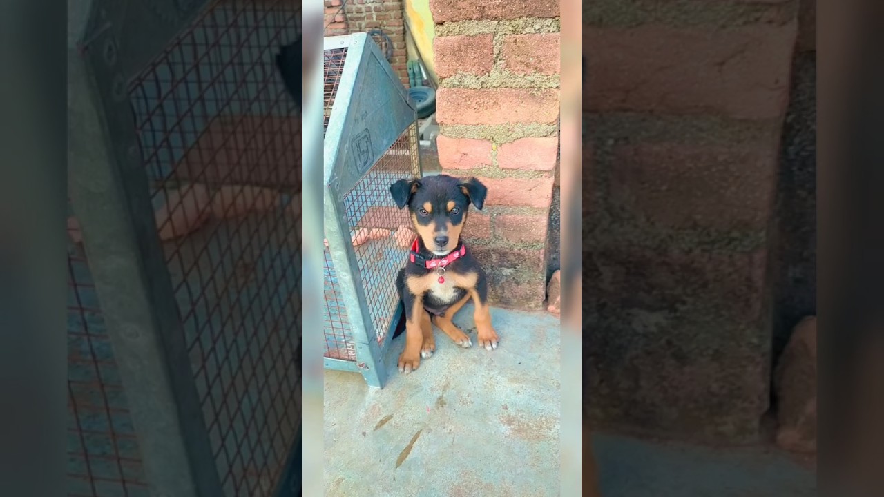 SHADOW KI FIRST BATH ||. ROTTWEILER FIRST BATH 🚿 || 