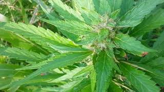 Guerilla grow 2018 out door weed plant please SUBSCRIBE