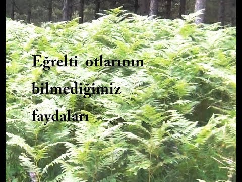 Eğrelti otu nedir ve faydaları