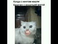 Часть 2. Коты со ртом человека!!!! Говорящие коты! tiktok коты!!!! Говорящий рот!