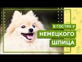 Содержание породы НЕМЕЦКИЙ ШПИЦ