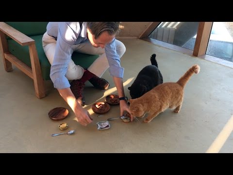 Video: Nat Versus Droog Kattenvoer, Of Beide?