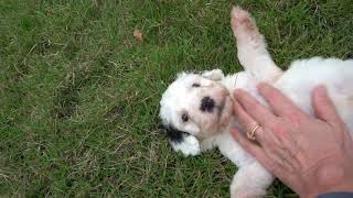 Miss Bella's Puppy E1 - video 2 by PWD's at Oak Creek Farms 71 views 3 years ago 23 seconds