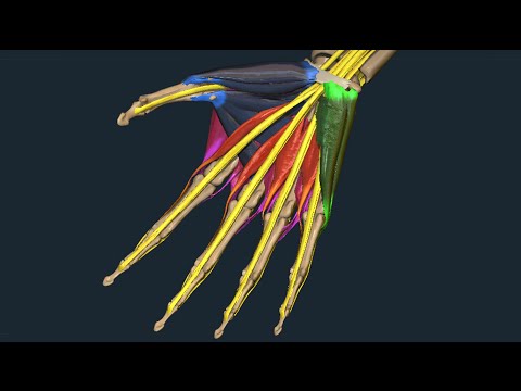 Video: Anatomia, Funzione E Diagramma Del Tendine Anulare - Body Maps