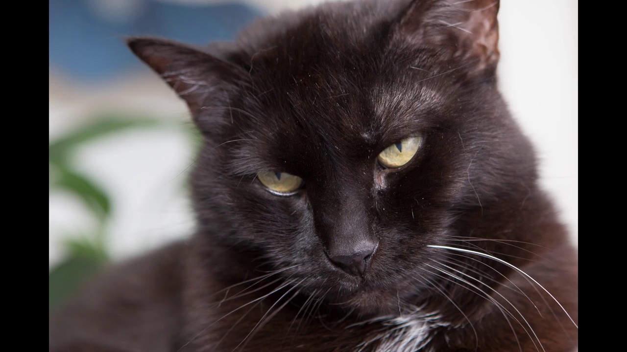 Мурчание кошки самое лучшее средство для расслабления! - YouTube