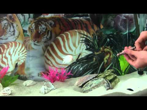 How to Train Your Fish