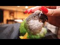 ALL MY PARROTS ARE CRAZY ON SET! BEHIND THE SCENES OF CAGE SETUP, MY BIRDS STEAL THE SPOTLIGHT!