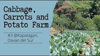 #3 Vegetable Farming, Cabbage, Carrots and Potato