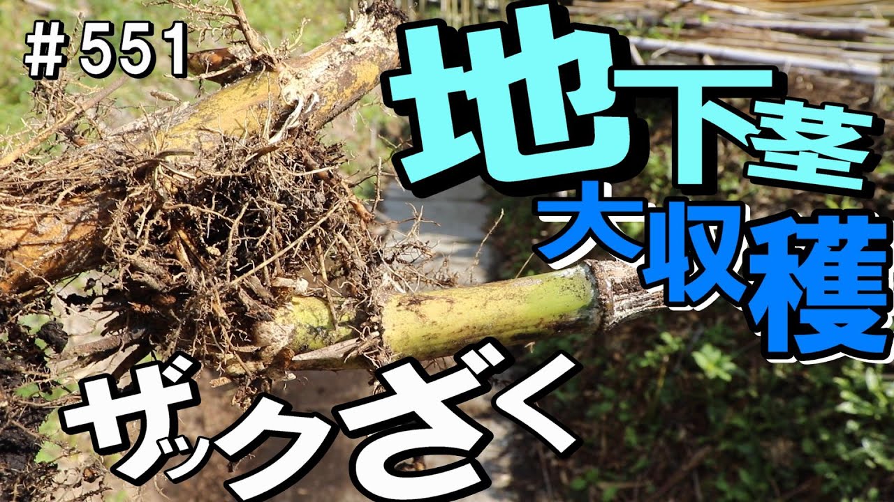竹の根っこが取れすぎて見事に息切れさせられました - YouTube