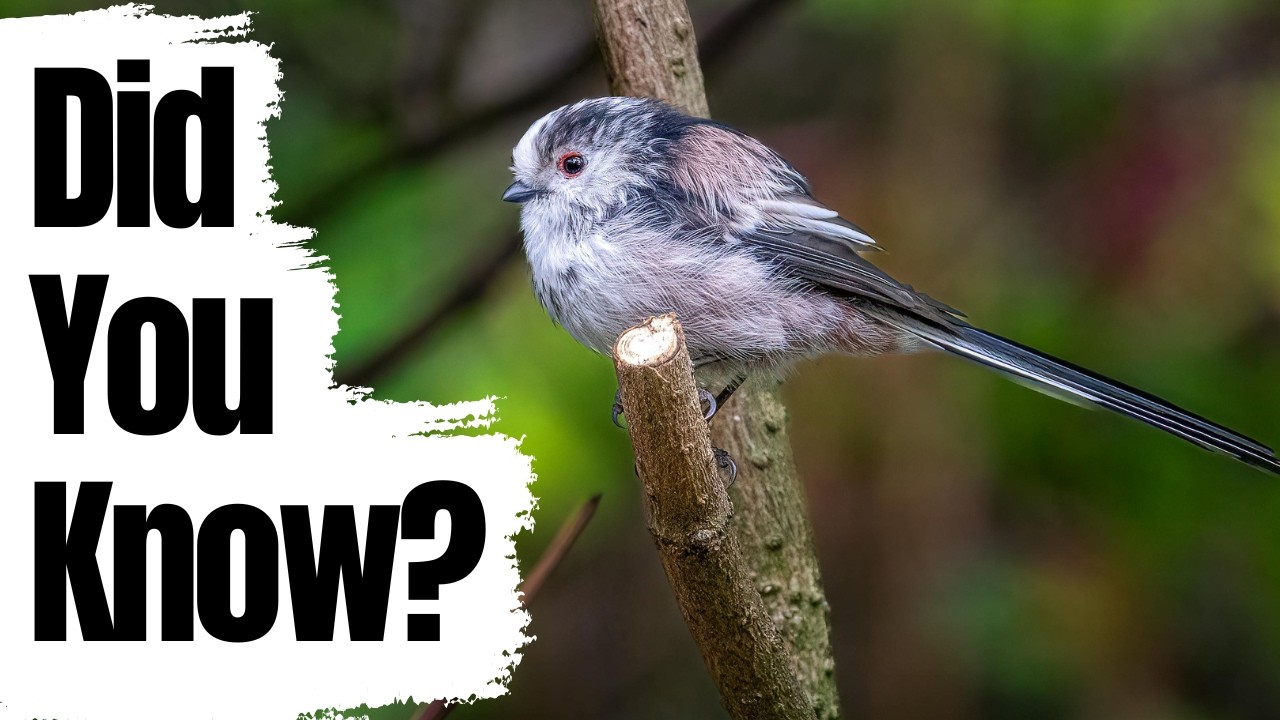 Did You Know These Long-Tailed Tit Facts?