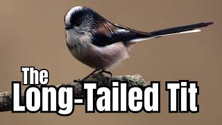 Did You Know These Long-Tailed Tit Facts?