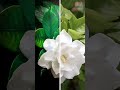 Big jasmine plant Mp3 Song