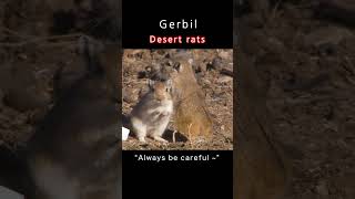 Jerbil-desert rats - You always have to be careful to play around.#shorts  #mongolia #Geoasia