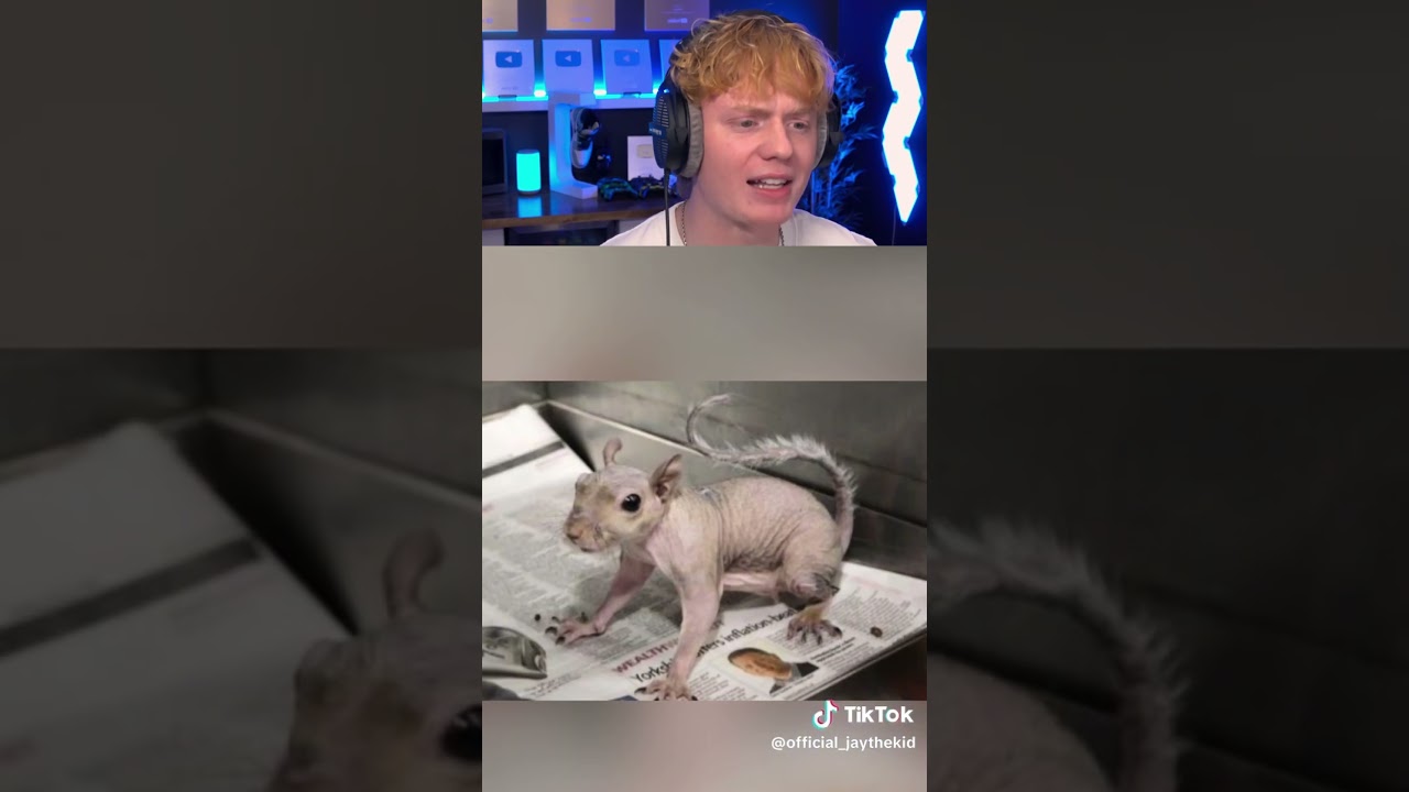 How Animals Look Without Any Fur! 😨