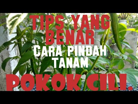 Video: Fakta Tomato Gadis Awal: Petua Menanam Pokok Tomato Gadis Awal