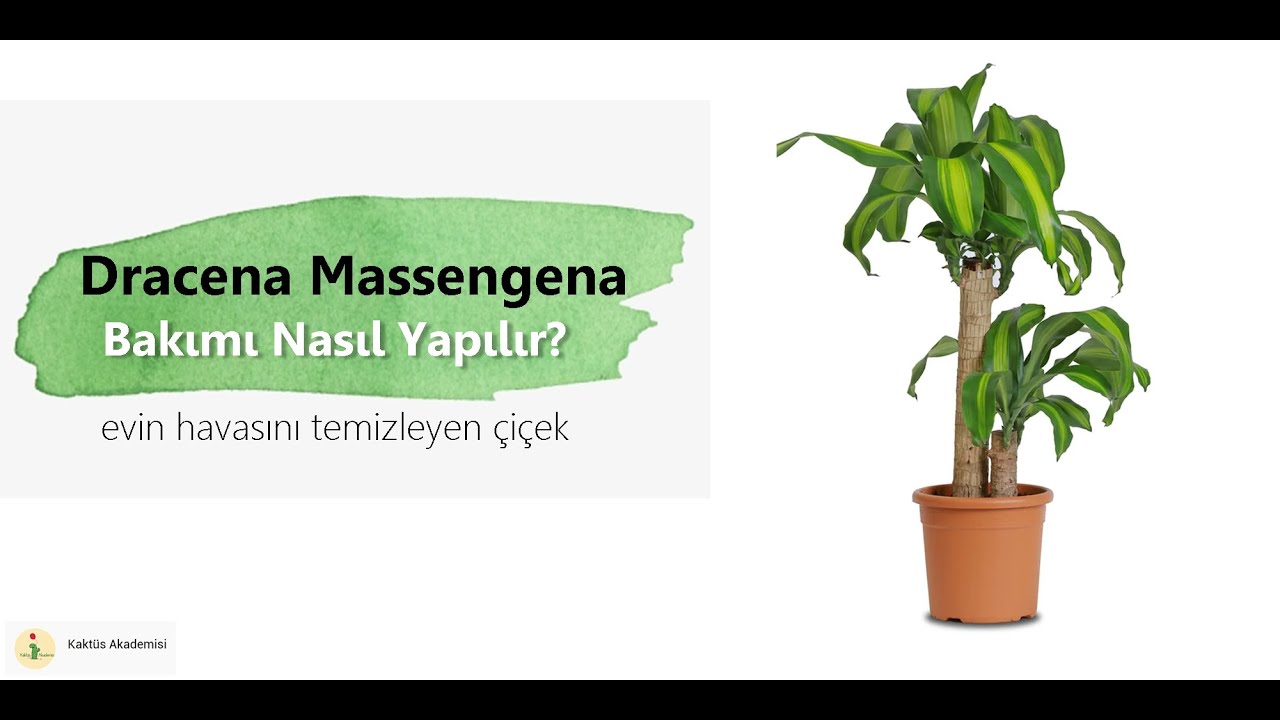 [YUKA ÇİÇEĞİ] BAKIMI NASIL YAPILIR? | Dracena Massengena