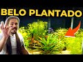 🔴O LINDO PLANTADO DE 40 LITROS DO INSCRITO THIAGO |Mr. Betta|