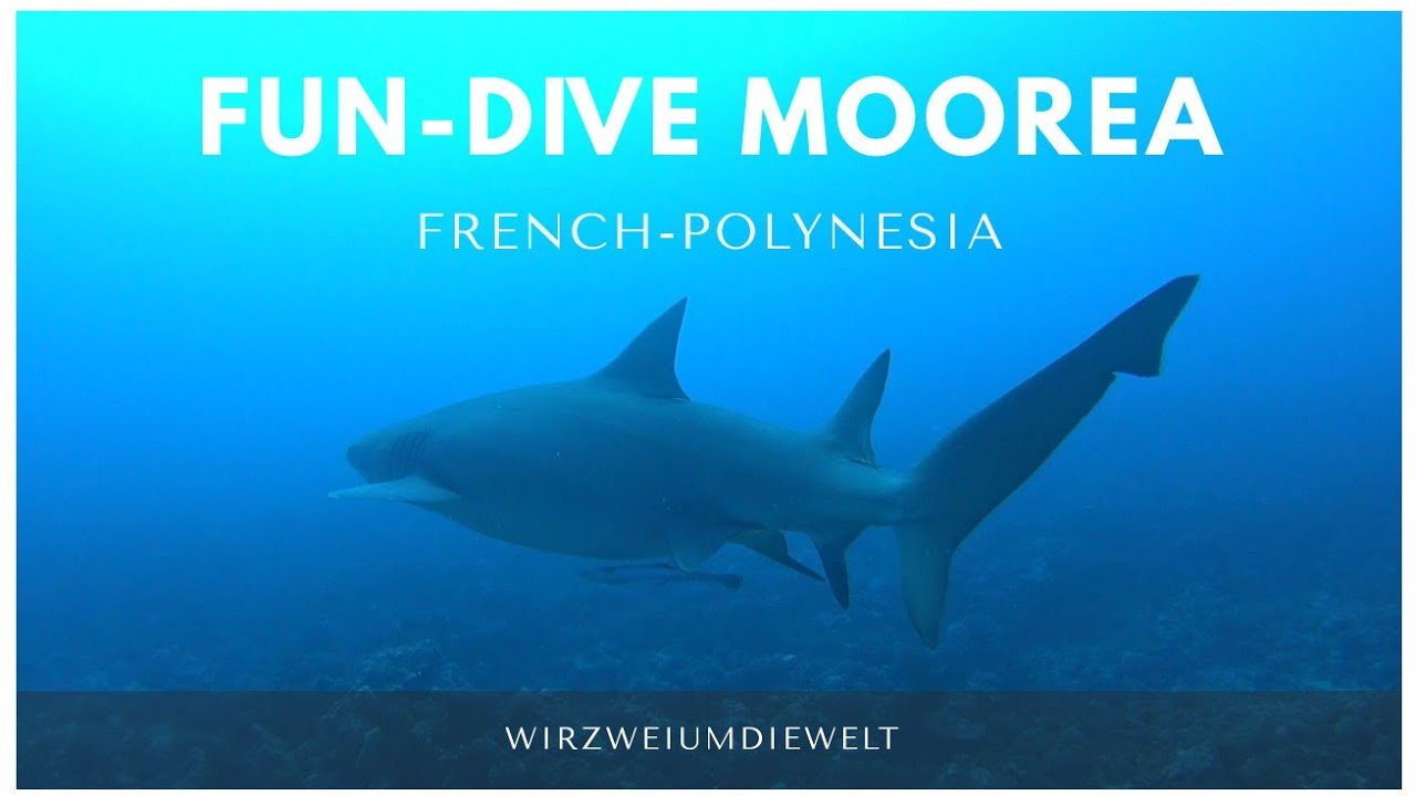 WELTREISE-VLOG#215 Segeltörn Teil 10 - Moorea Fun-Dive & letzte Segelfahrt - Französisch Polynesien