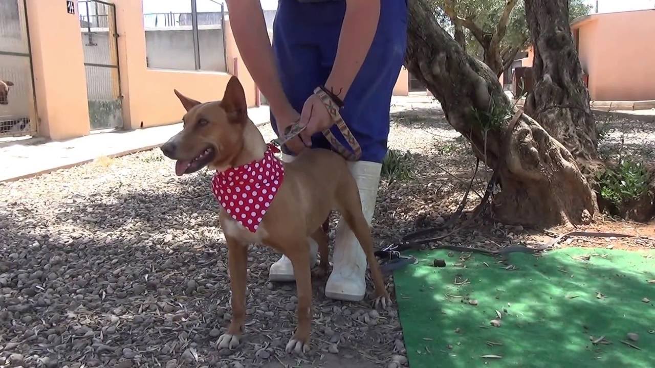 20160610135327 adopción perros cachorros