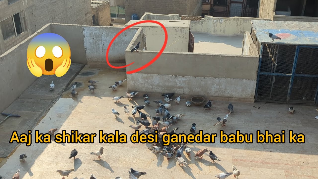 aj ka shikar babu bhai ka 😱😱🕊️🕊️