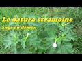 Le datura stramoine ange et dmon