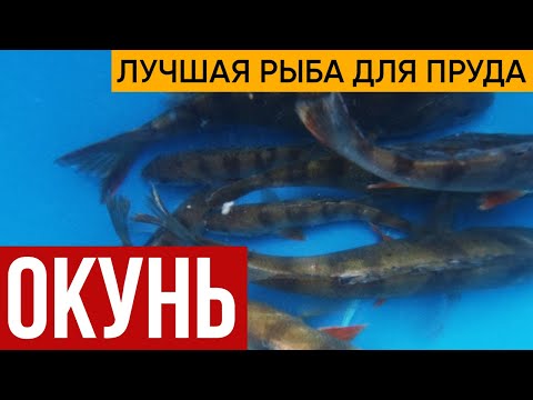 Запустил окуня в пруд. Окунь лучшая рыба для пруда! Подходит для маленьких прудов.