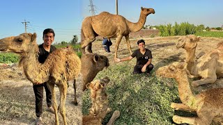 Hmara Camel Baby Ana Wala Ha  Surprise